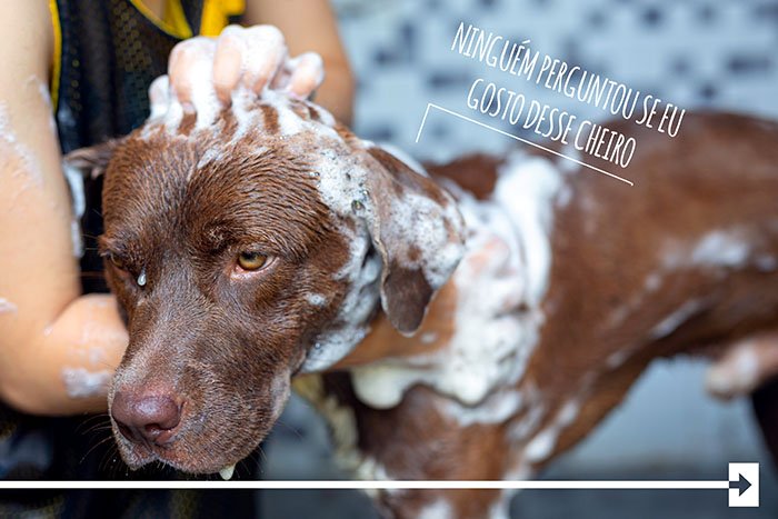 cachorro tomando banho shampoo dica arkuero condicionador dog ca o 3
